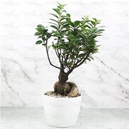 Ficus Microcarpa Bonsai Ginseng-image-69