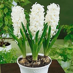 Radha Krishna Agriculture Hyacinth Imported White Pearl of The Most Beautiful | Flowers for Your Home & Garden - Pack of 2 Bulbs-image-28