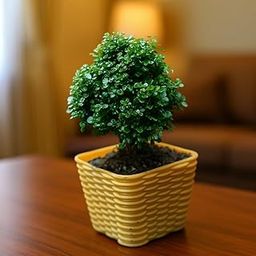 ibains Table Kamini Bonsai for Office Table | Live Plant | With Compact Pot | With Pot (Pack Of 1)-image-97