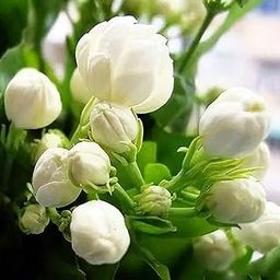ROOTVILLA White Mogra Arabian Jasmine Mogra Fragrant Flower Plant for Home Balcony and Garden with Black Pot-image-33