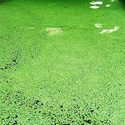 Live Duckweed Plants for Aquarium, Ponds, Aquaponics (Aquatic/Water Plant) - Natural Bio Filter - Floating Normal Lemna Minor Healthy Plant (Normal/Common Duckweed)-image-37