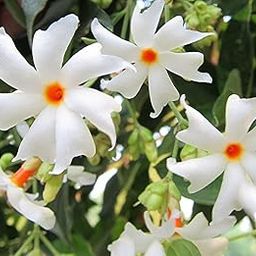 Gravendo Harsingar (Parijat) Live Plant - Fragrant Night-Blooming Flowering Plant with White Pot for Home, Garden, or Balcony - Sacred and Medicinal Plant for Indoor & Outdoor Décor-image-38