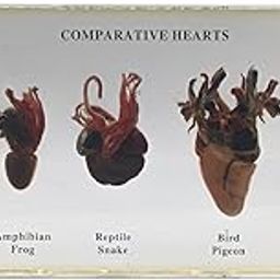 King Mariot Medical Equipments Comparative Hearts Specimen Set with Box | Size: 16.5 x 7.8 x 2.2cm | Ideal for Biology Education | 5 Different Vertebrate Hearts-1