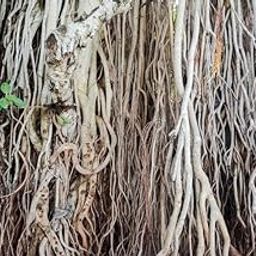 Saara HERBAL FRESH Banyan Ariel Roots, 50g, Aalam ver, Bargad ki dadhi, Marri Udala,Bargad Jad,50g-image-53