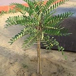 Golden Hills Farm Laxmi Taru Lakshmi Taru paradise-tree height big Simarouba glauca Bitterwood dysentery-bark lakshmi taru Living 1 Healthy Live Plant On poly Bag ghf20-image-37