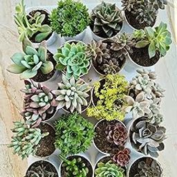 Farm Storey Assorted succulent set of 20, any 20 live succulent plants variety, (Bare rooted) (Without soil)-image-65