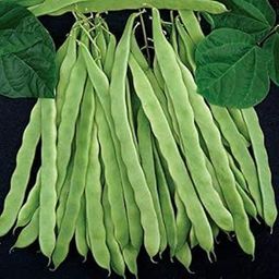 Afflorance High Yield Dwarf French Bean Vegetable Seeds-image-83
