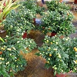 Live Cherry Chilli Plant for Home Garden Imported chilli Outdoor plant verry attractive plant with black pot (pack of 1)-image-102