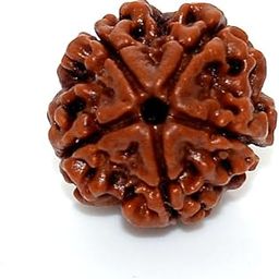 Original Nepali Five Faced / 5 Mukhi Rudraksha Bead (Colour: Brown, Shape: Round) with Certificate-picture-32