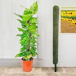 Coir Moss Stick/Coco Pole for Climbing Indoor/Money Plants, 3ft, 96cm (Brown-Single Piece)-picture-15