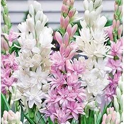 Afflorance Tuberose/Rajnighandha Flower Bulbs (11 Bulbs Mix Multi Color)-picture-11