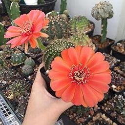 M.D.FARM AND NURSERY|Live flowering succulent Echinopsis Lobivia with pot-image-41