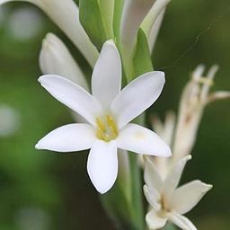 Creative Farmer Rajoni-Gandha/Shabbi/NishiGandha/Sugandharaja/Sambangi and NelaSampenga Bulbs (Pack of 20) Flower bulb for Home Garden-image-68