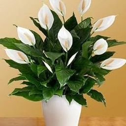 TENDER LEAVES Peace Lily Spathiphyllum Indoor Plant Without Pot, Live Plants For Indoor Home Living Room Decor(Pack of 1 plant) In Grow-Bag.-image-21