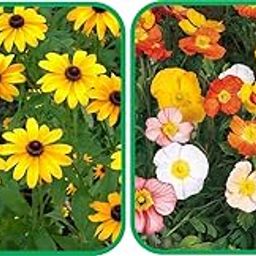 Agnico Poppy Iceland Mix Color (50 Seed) And Sunflower Miniature (50 Seed) Flower Seeds Pack.-image-78
