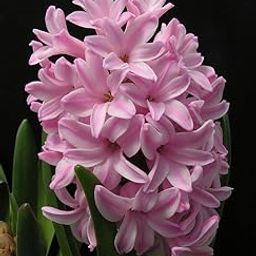 Rajanigandha Tuberose Live Plant, Pink Flowering, Weather Resistant Garden Plant, Pack of 4-image-63