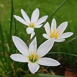 Audbhidhi Flower Bulbs |ZEPHYRANTHES/ Rain Lily Imported Flower Bulbs, 100% GERMINETION (Pack of 10 Bulbs)Mixed Colour (Yellow)-picture-15