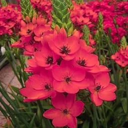 RADHA KRISHNA AGRICULTURE Imported Ornithogalum/Chincherinchee Pink Color Flower Bulbs For Gardening (Pack Of 5 Bulbs)-image-81