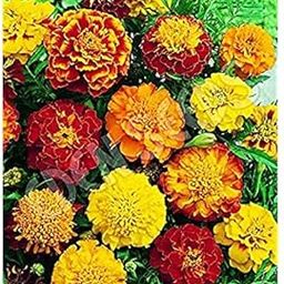 Healthy Marigold Jafri Mixed Flower Seeds For Home Gardening pack of 50 seeds-image-68