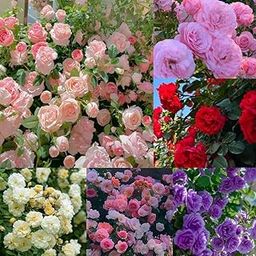 Aiden Gardens Rare ' Mixed ' Climbing Rose Seeds Perennial Super Fragrant Rose flower 40+ Seeds Pack-image-65