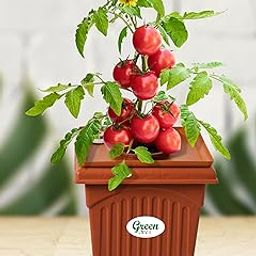 Green Live Hydroponic Planter Tomato Kit Home Garden, Small Balconies, nutrients & All Essentials to Start Growing Plants Indoor & Outdoor hydroponic Gardening-image-26