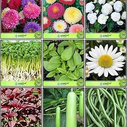 Creative Farmer Seeds Combo Herb Seeds & Flower Seeds : Aster Pomponent, Aster- Ducess, Begonia, Amaranthus(Red), Bottlegourd, Chilly, Cress Common, Lemon Basil, German Chamomille Terrace Gardening-picture-10