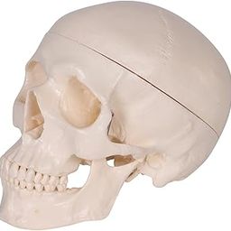 Kay Kay Industires 7" Height Adult Human Skull Anatomical Model Real Life Size 3 Part Skeleton Bone has Removable Head with Foramen Fossa and Canals Perfect for Anatomy Prefessional Education-6