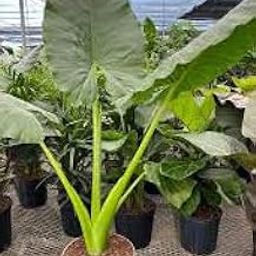 Combo Alocasia Live Elephant Ear Plant Mask Asian Jewel (pack of 5)-24