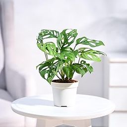 Ugaoo Philodendron Broken Heart Live Plant With Grow Pot-picture-25