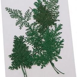 UJEAVETTE 12pcs Natural /Dyed Real Pressed Artemisia Leaf Dried Flowers Dyed Green-image-46