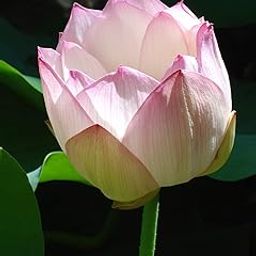 ROYAL LAND Aquatic plant Dwarf ‘Coconut Ice ’ Lotus Nelumbo nucifera Pink White Color 20 Fresh Seeds Pack-image-81