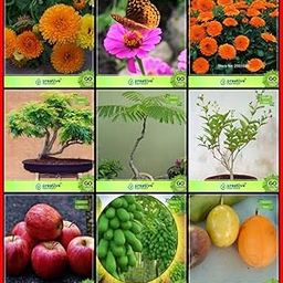 Creative Farmer Suitable Seeds Combo Flower Seeds & Fruit : Apple, Papaya, Passion Fruit - Yellow, Delonix Regia, Coco Tamarind, Night-Flowering Jasmine, Calendula- Orange, Calendula- Dwarf, Blanketflower Kitchen Garden Pack-12