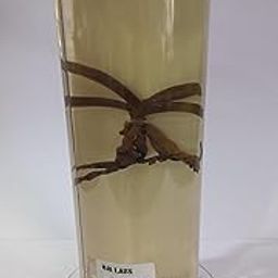 Orchid Root Specimen (Botany Specimen) Brand OM Labs-43