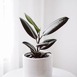 Live Rubber Plant Ficus Elastica, 25 cm, Dark Green Glossy Leaves, Indoor Potted Plant for Home and Office (pack of 1)-image-35