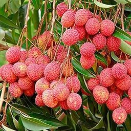 Oxygeen Muzaffarpur Litchi Lychee Live Plant Air Layering Seedless Variety Litchi Chinensis Sweet Tasty Hybrid Litchi Lichu Plant Pack of 1 (Without Pot) Size 1-1.6Ft-24