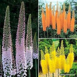 Ritz Farming® Foxtail lily flower bulbs | Mixedcolor Flowering bulbs for Gardening Pack of 1 bulbs-image-49