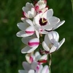 Radha Krishna Agriculture® Ixia imported Holland Variety Flower Bulbs For Gardening Pack Of 5 Bulbs (White & Pink)-image-97
