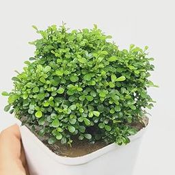 The Green Beach Live Table Kamini Bonsai Plant Live A Table Display of Home Beauty" Oxygen Live Plant For Indoor Home Dacoration Without Pot (Pack of 1)-image-7