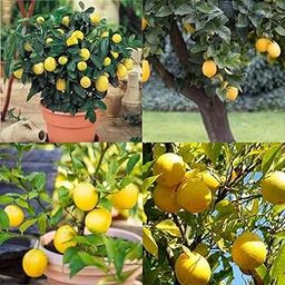 Kagzi lemon plants live hybrid all season 1 live plant-image-8