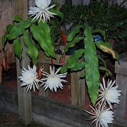 Night Blooming Himalayan Brahma Kamal Plant – Sacred Species Live for Terrace – Pack of 1-image-74