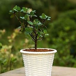 Growerstore Live Ficus Ginseng Bonsai Plant, Indoor Decorative Tree, Traditional Asian Style, Potted (Pack of 1 Live Healthy Plant)-image-96