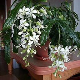 Green Paradise clerodendrum wallichii Live Beaituful Rare white Hanging flowering Plant-image-33