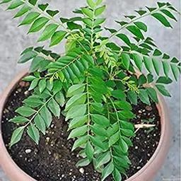 Zomoloco_Curry Leaf Plant-Curry Leaves Herbal Plant Pack of 1 With Pot-picture-30
