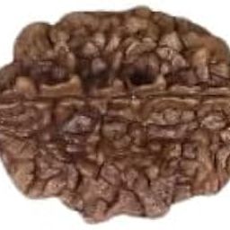 2 mukhi Rudraksha Bead Certified/Original Two Mukhi Rudraksh bead/Natural Two faced Rudraksha (Brown) with Certificate and Puja Instructions-image-47