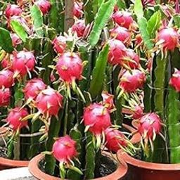 The Entacloo Dragon Tree (LV-080)-image-82