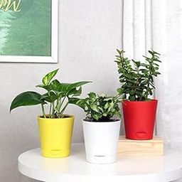 Greenursery Indoor Plants Live For Living Room Balcony Home And Office Decoration Set of 3 Decor Plant Combo Live Plant with Beautiful Color Pots (Pack Of 3 Indoor Plants)-image-71