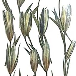CLUB BOLLYWOOD® 12x Dried Pressed Lilies Dried Flowers for Photo Frame Painting Handmade DIY | Crafts | Home Arts & Crafts | Dried Flowers | 12 Pressed Dried Lily Flowers-image-12