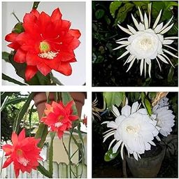 Brahma Kamal Plant, Night Blooming Epiphyllum Cactus,Beutifull Red and White Flowering Variety || Otdoor&Indoor live Plant (Pack Of 1) A_-image-39