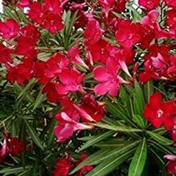 GREENLIVE TRADERS Karabi Beautiful Garden Plant Live" Kaner/Nerium Oleander Red Flower Plant" (1 Plant)-image-14