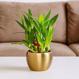 Amulya FARMS Lucky Bamboo 2 Layer Plant in Golden Metal Pot | Indoor Live Bamboo Plants for Home, Living Room, Office, Desk Decoration | Vastu & Feng Shui Good Luck Plant-image-72